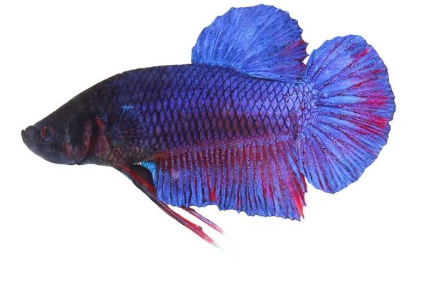 Siamese Vechtvis Betta Geïsoleerd Witte Achtergrond — Stockfoto