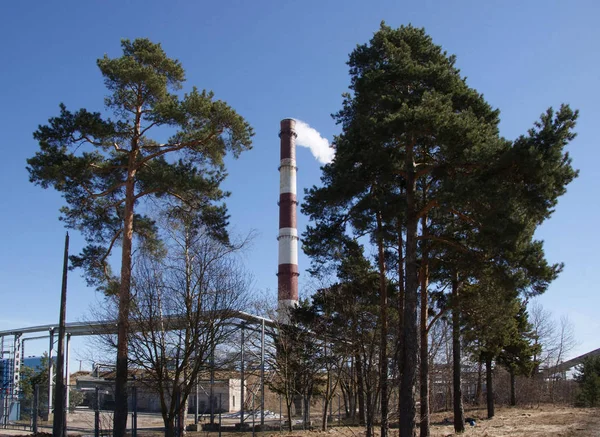 Pijp Bomen Een Achtergrond Van Blauwe Hemel — Stockfoto