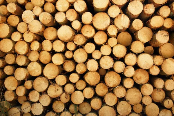 Haufen Holzstapel Brennholz Draußen Der Natur — Stockfoto