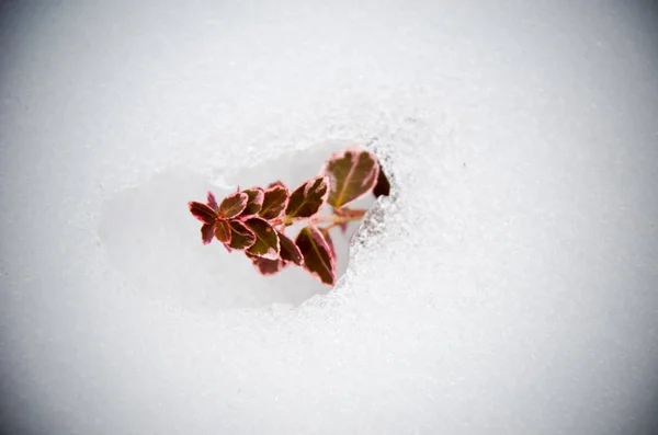 Euonymus Fortunei Vermelho Colorido Neve Inverno — Fotografia de Stock