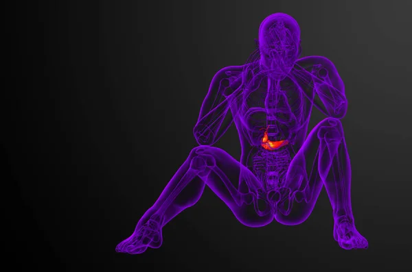 Renderizar Ilustração Médica Vesícula Biliar Pancrease Vista Frontal — Fotografia de Stock