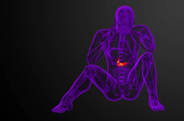 Render Ilustrasi Medis Dari Kandung Empedu Dan Pankrease Tampilan Depan — Stok Foto