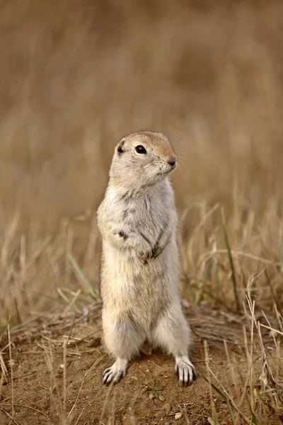 Gopher Pie Buscando Peligro Saskatchewan — Foto de Stock