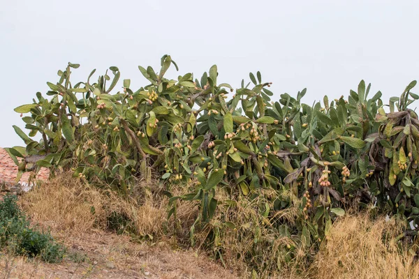 Ficus Indica Martim 포르투갈에서 무화과의 — 스톡 사진