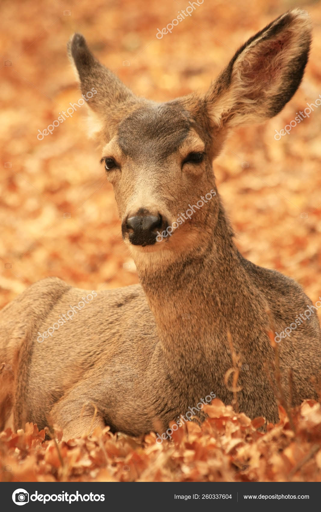 view-doe-mule-deer-its-natural-habitat-zion-national-park-stock-photo