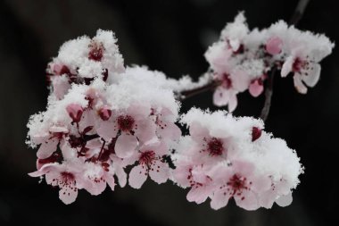 Pink Winter Cherry Blossoms in Snow clipart