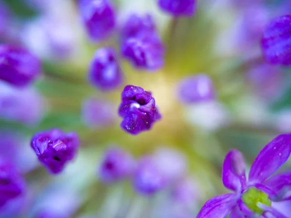 Macro Gros Plans Une Fleur Allium Fleurs — Photo