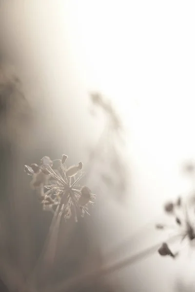 Silhueta Artística Flores Contra Sol Dof Rasa — Fotografia de Stock