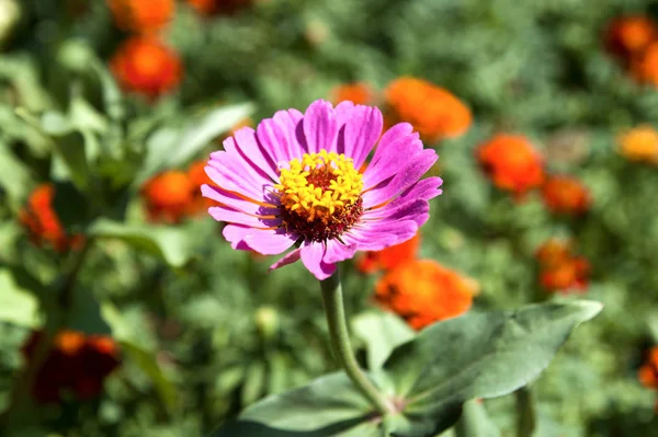 Pembe Çiçekler Yakın Çekim Flora — Stok fotoğraf