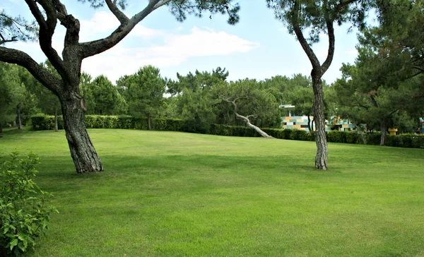 Gazon Een Botanische Tuin Met Een Oude Boom — Stockfoto