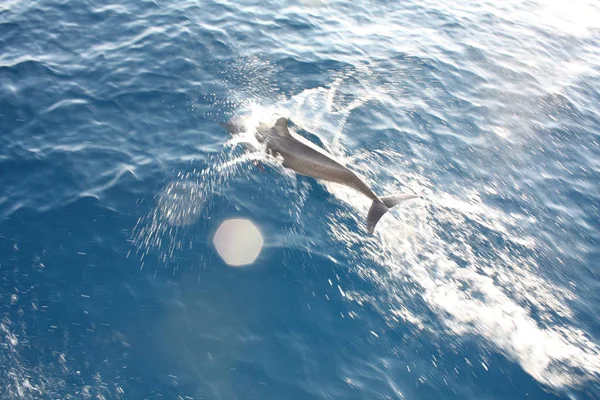 Dolfijnen Het Water Van Het Eiland Komandoo Malediven April — Stockfoto