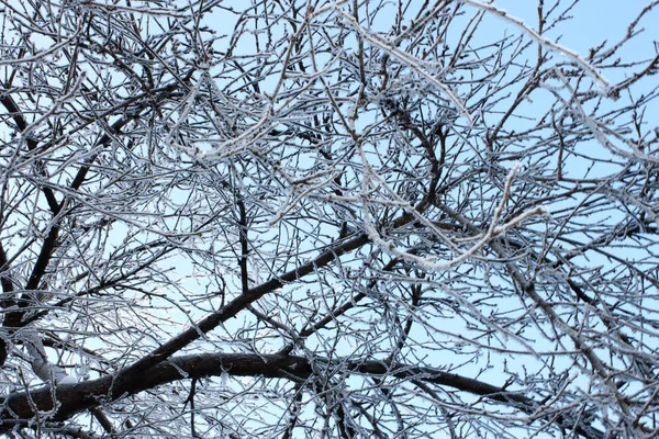 Árvores Inverno Cobertas Geada Contra Céu Azul — Fotografia de Stock