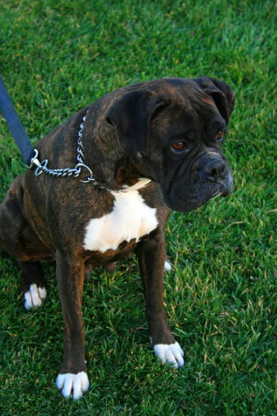 Zwarte Boxer Hond Zittend Een Speeltuin — Stockfoto