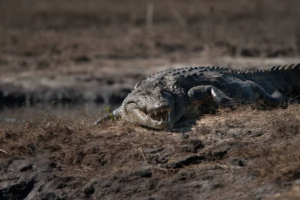 Krokodyle Zęby Barowe Chobe National Park Botswana — Zdjęcie stockowe