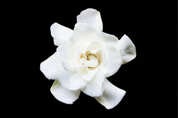 Flowering Gardenia on a black background