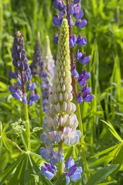 Fotografická Fotografie Krásného Květu Letní Zahradě — Stock fotografie