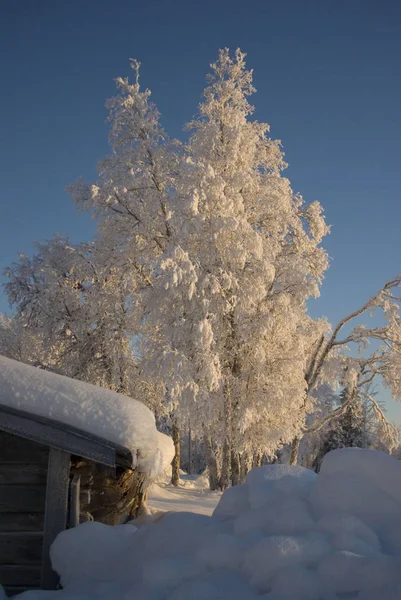 Närbild Vinter Träd — Stockfoto