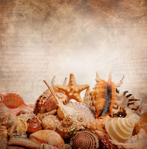 Sea Shell Een Licht Bruine Achtergrond — Stockfoto