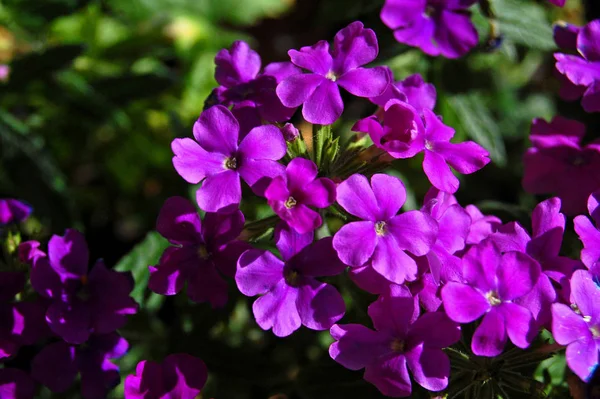 Small Purple Flowers Green Leaves Sunshine — Stock Photo, Image