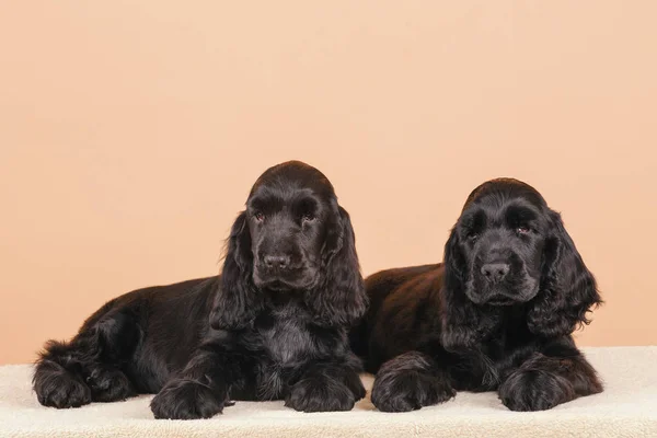 Hund Engelska Cocker Spaniel Europamästare Avel Station — Stockfoto