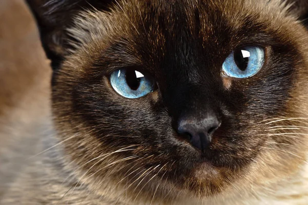 Aranyos Kék Szemű Sziámi Macska Közelről — Stock Fotó