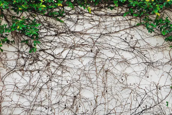 壁の背景にツタの葉と根 — ストック写真