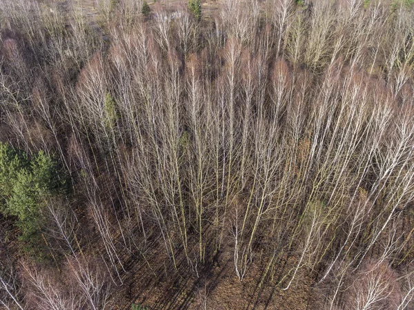 Ліс Пізній Осінній Час Вид Згори Польща — стокове фото