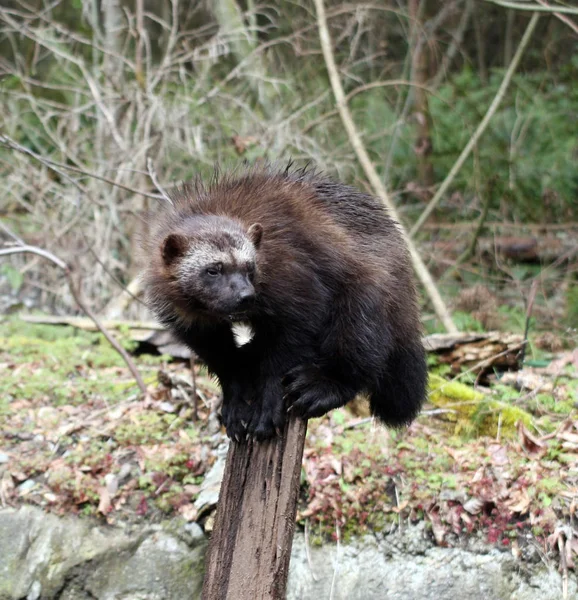 Wolverine Foto Diambil Northwest Trek Wildlife Park — Stok Foto