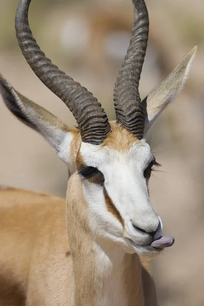 Primer Plano Male Springbok —  Fotos de Stock