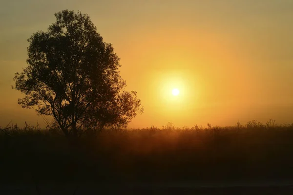 Foto Con Amanecer Verano Árbol — Foto de Stock