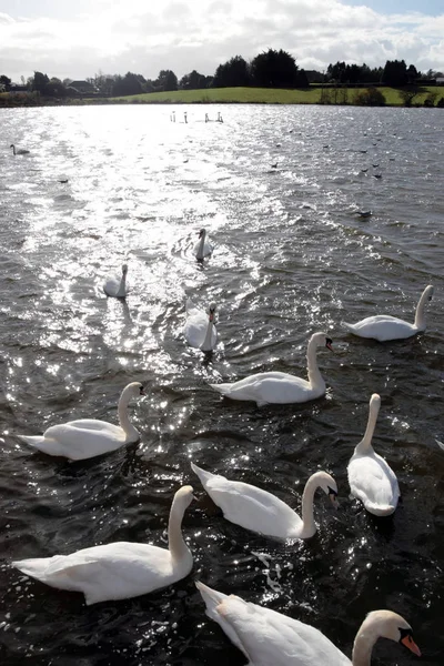 Cisnes Deslizándose Elegantemente Borde Los Lagos Luz Del Sol Brillante — Foto de Stock