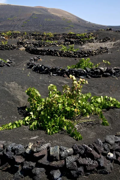 Üzüm Duvar Bitkileri Bağcılık Şaraphane Lanzarote Spanya Geria Asma Vida — Stok fotoğraf