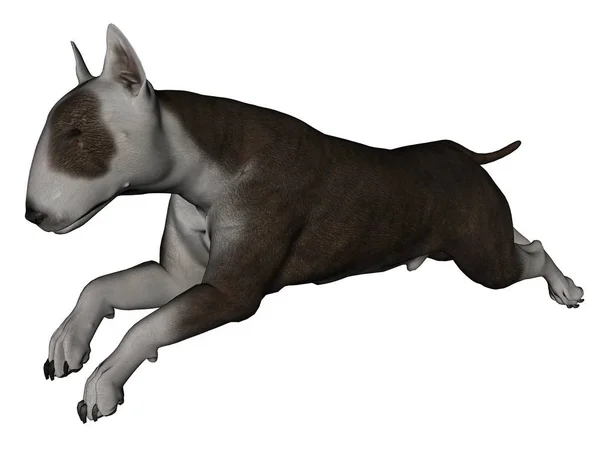 Beyaz Arka Planda Izole Boğa Terrier Köpek Işlenmiş — Stok fotoğraf