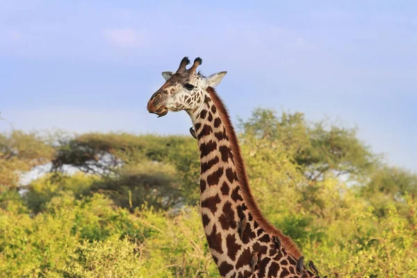 Gratis Giraffe Mit Vögeln Tsavo Nationalpark Kenia — Stockfoto