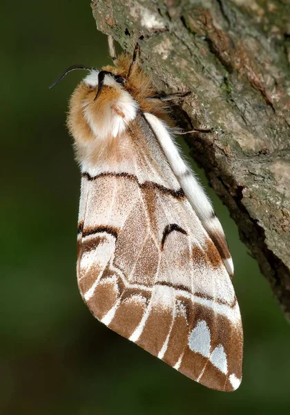 Butterfly Endromis Versicolora Sleep Bark Birch — Stock Photo, Image