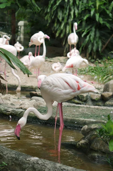 Flamencos Viven Zoológico Tailandia — Foto de Stock