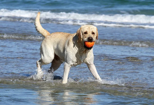 Carino Bel Labrador Giallo Con Palla Arancione — Foto Stock