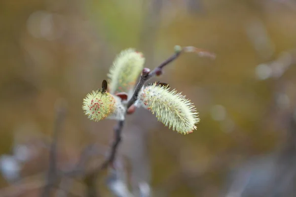 Våren Gren Ett Träd — Stockfoto