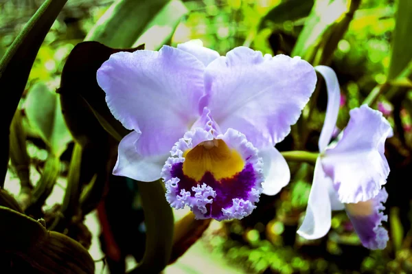 Orquídea Nong Nooch Garden Pattaya — Fotografia de Stock