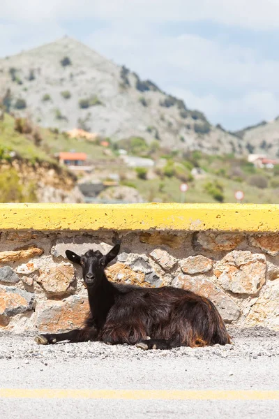 Creta Grecia Retrato Cabra Europa — Foto de Stock