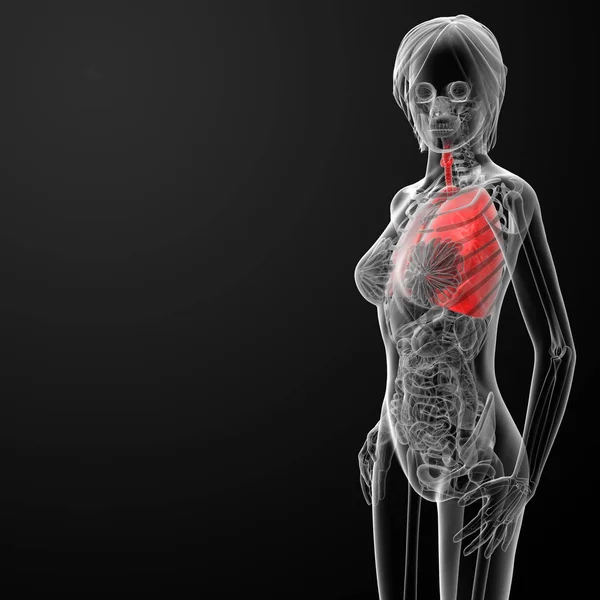 Renderizar Anatomía Respiratoria Femenina Vista Frontal — Foto de Stock