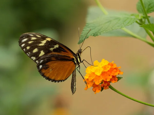 Vista Lateral Mariposa Manchada Naranja Amarilla Una Flor —  Fotos de Stock