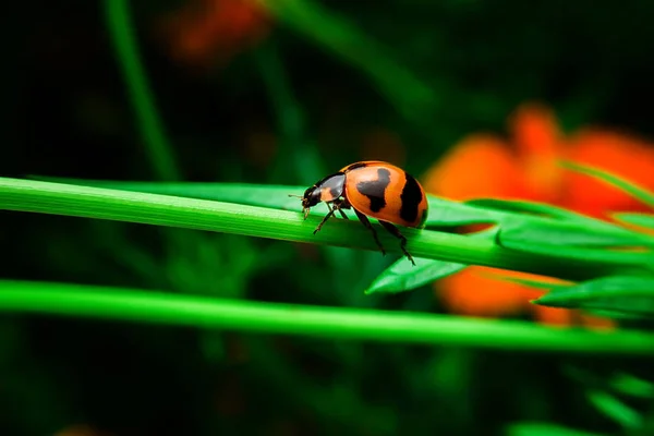 Ladybug Med Närbild Detaljerad — Stockfoto