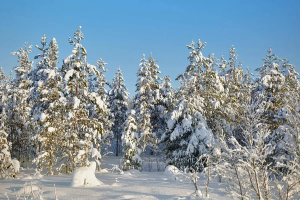 Inverno Norte Florestas Cobertas Neve Paisagem — Fotografia de Stock