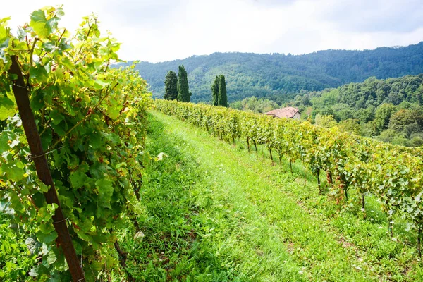 Піренейський Гірський Виноградник Тоскані — стокове фото