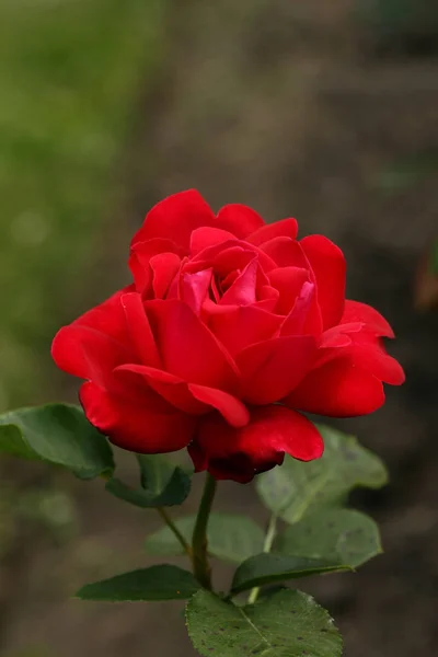 明亮美丽的玫瑰花在白天 — 图库照片