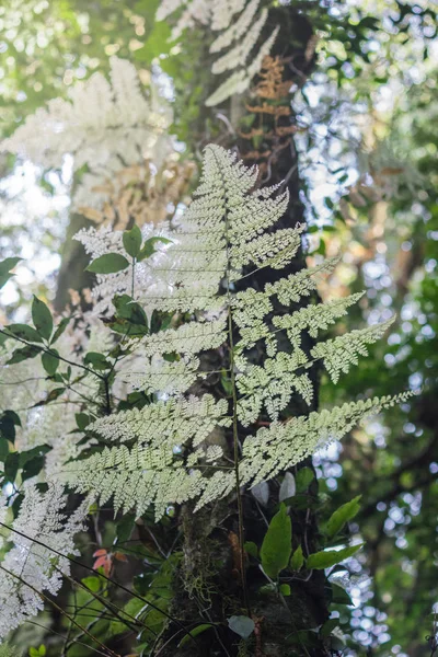 Helecho Muerto Bosque Profundo Montañés Norte Tailandia Concepto Naturaleza — Foto de Stock