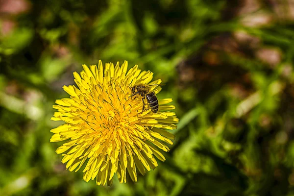 Primer Plano Diente León Común Taraxacum Officinale Con Una Abeja — Foto de Stock