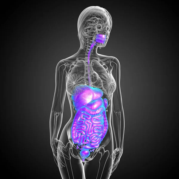 Hacer Ilustración Médica Del Sistema Digestivo Humano Vista Frontal — Foto de Stock