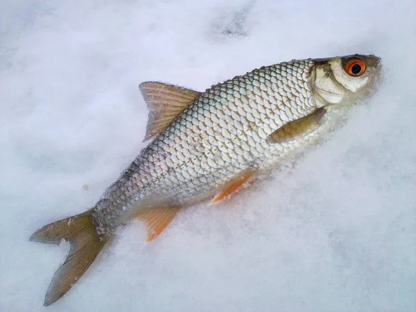 Cucaracha Nieve Cuando Pesca Invierno Desde Hielo — Foto de Stock